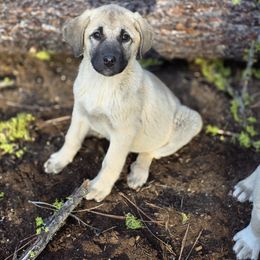 Boy 1 - Placed - Fawn male Kangal puppy in Anderson, California from VSH Kangal Dogs