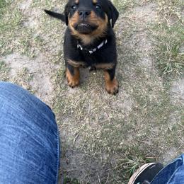 Rottweiler Puppies from Vom Haus Ayers Rottweilers