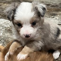 Lollipop - Blue merle female Toy Australian Shepherd puppy in Mineral Wells, Texas from BMNM2 Toy Aussies