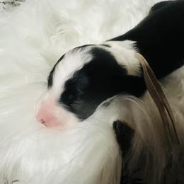 Aussiedoodle and Miniature Australian Shepherd Puppies from The Finished Dog