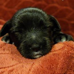 Lucy - Black and gold female Yorkshire Terrier puppy in Vancouver, Washington from Yorkastle Kennels