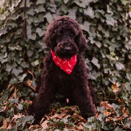Poodles from Sonshine Retreat Poodles