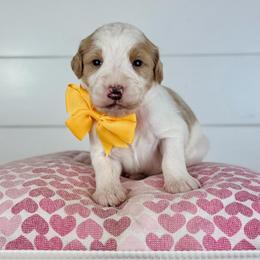Toffee - Yellow Collar - Parti female Goldendoodle puppy in The Woodlands, Texas from Golden Fields Doodles