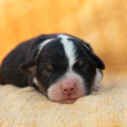 Trace - Black tri-color male Australian Shepherd puppy in Weatherford, Texas from Ridgestar Aussies