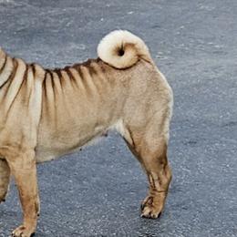 Hannah - Chinese Shar-Pei