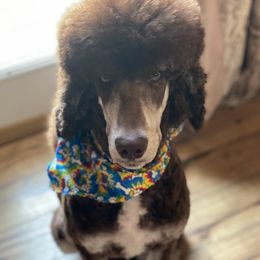 Aussiedoodles from Lexy's Aussiedoodles