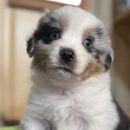 Miniature American Shepherd Puppies from Malachi Kennels