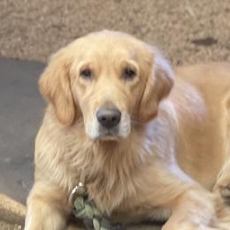 Lil - Golden Retriever