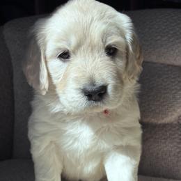 Golden Retriever Puppies from Vollbach Farm