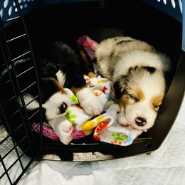 Miniature Australian Shepherd Puppies from Iris’ Island Oasis