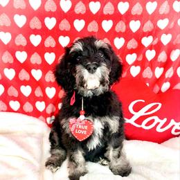 Comet - Tri-color male Bernedoodle puppy in Lookout, California from Remington Kennels, LLC