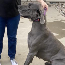Athena - Great Dane