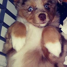 Toy Australian Shepherd Puppies from Aussies n Kentucky