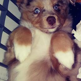 Toy Australian Shepherd Puppies from Aussies n Kentucky