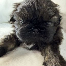 Biscotti - Brindle male Shih Tzu puppy in Winston Salem, North Carolina from Little Miracles Shih Tzu