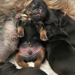 The Garden Litter. Accepting deposits. - Black and tan male Shih Tzu puppy in Mahtomedi, Minnesota from Winona’s Legacy
