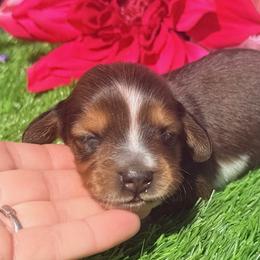 Ozzy - Piebald male Dachshund puppy in Chelsea, Oklahoma from Elite Puppies of Oklahoma