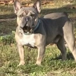 Pip - French Bulldog