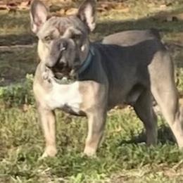 Pip - French Bulldog