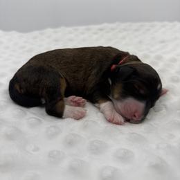 Bubbly - Sable female Bernedoodle puppy in La Plata, Maryland from Serenity Creek Doodles