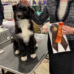 Powder - Black & white female Australian Shepherd puppy in Cumberland, Rhode Island from Relic