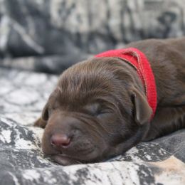 Labrador Retriever Puppies from Triple Creek Kennel