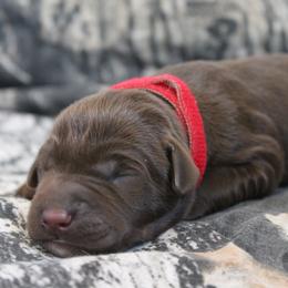 Labrador Retriever Puppies from Triple Creek Kennel