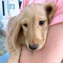 Walter - Cream male Dachshund puppy in Cypress, Texas from Cypress Dachshunds