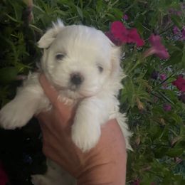Boy 1 - White male Maltese puppy in Wilson, New York from Maltese By Valerie