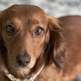 Holly - Dachshund