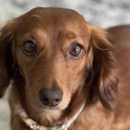 Holly - Dachshund