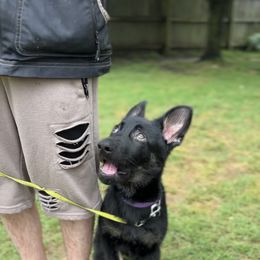 German Shepherd Puppies from Paws Of Germany