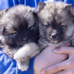 Pomsky Puppies from New World Pomskies