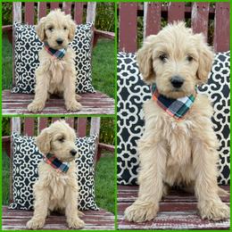 Goldendoodle Puppies from Puppy Paws Colorado