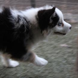 Phoenix - Blue merle female Australian Shepherd puppy in Sonoita, Arizona from Gardner Canyon Kennels