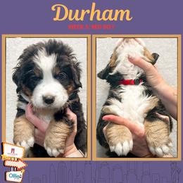 Durham (Red) - Black rust and white male Bernese Mountain Dog puppy in Boiling Springs, South Carolina from OlliePups, LLC