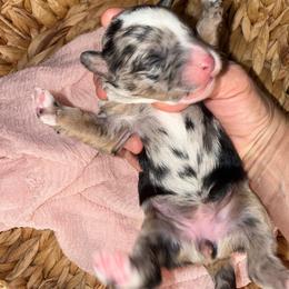 Lavender - Blue merle female Bernedoodle puppy in Curtice, Ohio from The Pink Doghouse