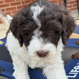 Kristi Yamaguchi - female Australian Mountain Doodle puppy in Greenville, Ohio from Woodbriar Wags