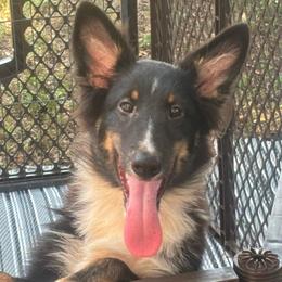 Girl 4 - Black white and tan female Shetland Sheepdog puppy in Pensacola, Florida from Nancy Barger's Siberian Huskies