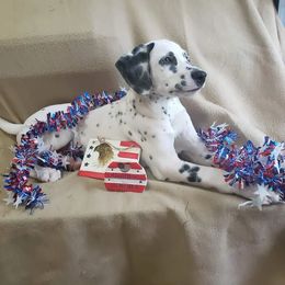 Dalmatian Puppies from Mid-Michigan Dalmatians