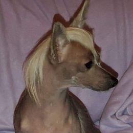 Irie - Chinese Crested