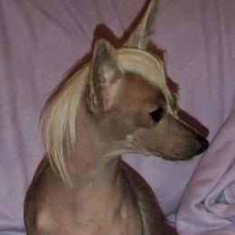 Irie - Chinese Crested