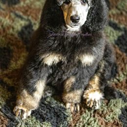 Poodle Puppies from Devin’s Purple Poodles