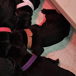 Brown Collar - Male - Black male Labrador Retriever puppy in Boyd, Minnesota from Lindley Labradors