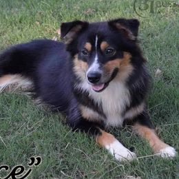 Nece - Miniature Australian Shepherd