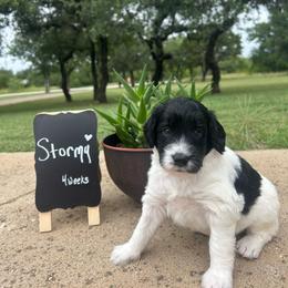 Stormy - Black and white female Aussiedoodle puppy in Eastland, Texas from H5 Mini Doodles