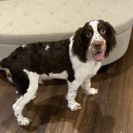 Dutton - English Springer Spaniel