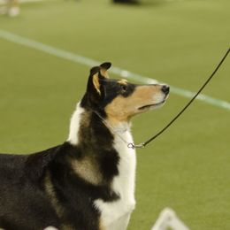 Addie - Collie