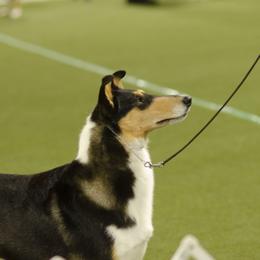 Addie - Collie