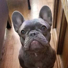 Annie - French Bulldog